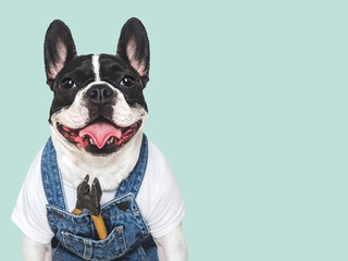 Cute puppy, work overalls and pliers. Close-up, indoors. Studio shot. Congratulations for family, relatives, loved ones, friends and colleagues. Pets care concept