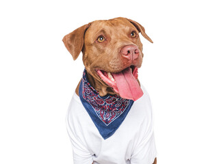 Cute dog, kerchief and white tank top. Dog smile. Close-up, indoors. Studio shot. Pet beauty and fashion. Pets care concept
