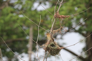 Weaver Bird's Nest in the wild: A weaver bird diligently guards its intricately woven nest,...