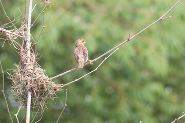Weaver Bird and Nest: A weaver bird perches gracefully on a slender branch, its intricate nest nearby, showcasing the marvel of nature's architecture.