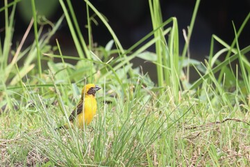 Vibrant Weaver Bird in Nature: A captivating, bright yellow weaver bird perches gracefully amidst lush green foliage, showcasing its elegant form and vibrant plumage in its natural environment. 