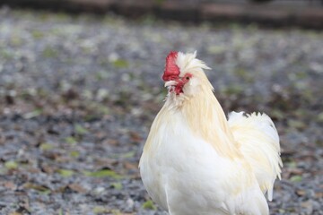 Radiant Rooster's Gaze: A stately rooster, with its pristine white plumage and distinctive red comb, stands regally amidst a blurred background.