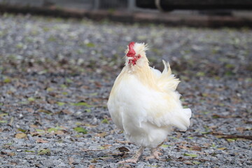 Proud Hen Standing Tall: A stately hen with striking plumage and confident posture, surveys its...