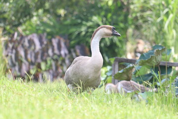 Goose in the Garden: A goose with an elegant neck and feathers of grey and white, stands gracefully among green grass, captured in a moment of peaceful solitude and charm in garden.