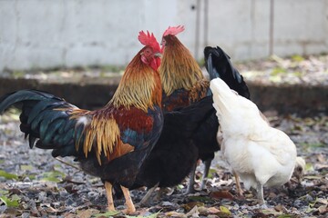 Roosters Gathering: A vibrant portrayal of three roosters congregating in a rural scene. The image...