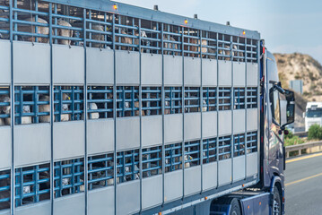 Side view of a livestock truck transporting sheep, driving on a highway.Close up.