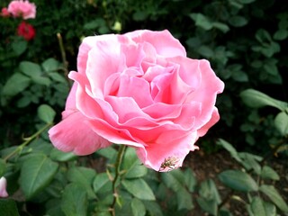Pink Rose in Garden with Tiny Insect – Natural Flower Macro with Bug Detail
 
