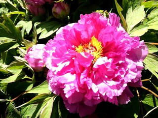 Vibrant Pink Peony Flower in Full Bloom &ndash; Macro Floral Detail with Natural Light