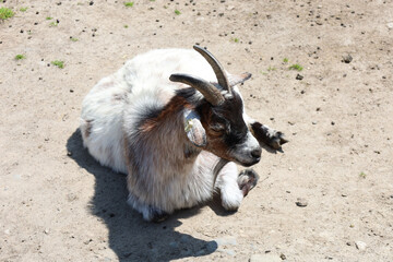 A goat with mottled white and brown fur rests on dry, dusty ground under the bright sun. The...