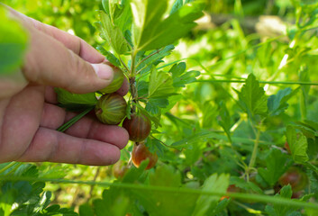 A hand carefully picks green and reddish gooseberries from a branch. The shot emphasizes the...