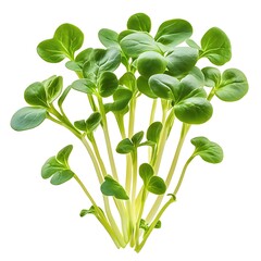 Obraz premium fresh basil isolated on white