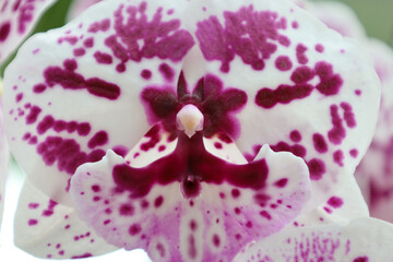 A detailed macro shot of a delicate orchid, showcasing its exquisite petals with unique patterns....