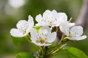 Beautiful pear tree flowers in spring. White bloom of a pear tree. Close up