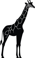Obraz premium Elegant black vector giraffe silhouette: African wildlife design