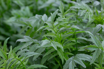 Valerian (Valeriana officinalis). Close-up of the green leaves of valerian, a medicinal herb.
