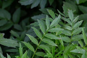 Valerian (Valeriana officinalis). Close-up of the green leaves of valerian, a medicinal herb.