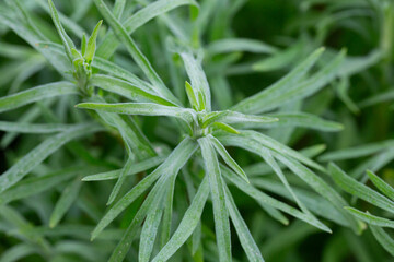 Tarragon or estragon green plant, culinary and medicinal plant close up