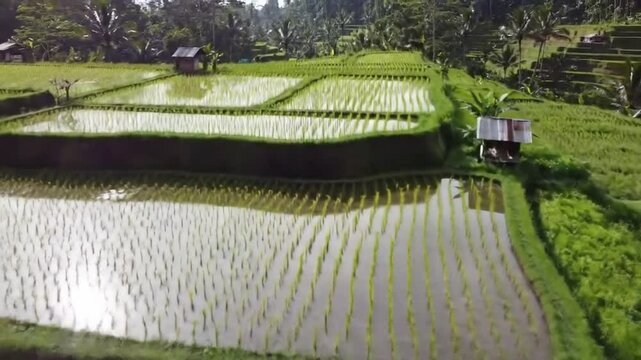 A concise video capturing the morning beauty of Indonesia's nature, featuring its untouched scenery