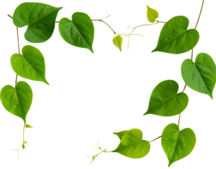 gold star isolated on white - Firefly_Bush grape or three-leaved wild vine cayratia (Cayratia trifolia) liana ivy plant bus