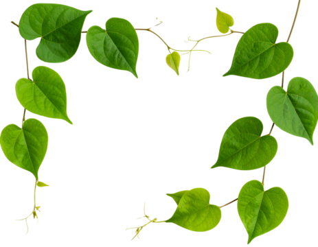 gold star isolated on white - Firefly_Bush grape or three-leaved wild vine cayratia (Cayratia trifolia) liana ivy plant bus