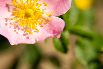 Wild Rose (Rosa Canina) Flower in Bloom