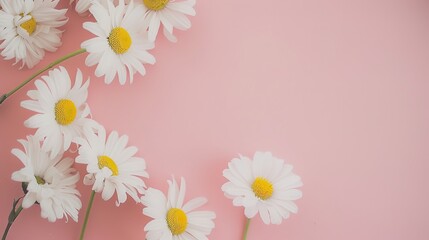 Minimalist White Daisy Chamomile on Pale Pink Background: Petal Contrast, Soft Aesthetic, and Floral Design Harmony