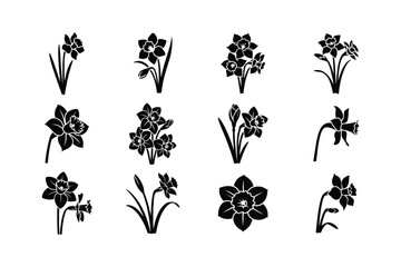 Daffodil flower silhouettes narcissus bloom