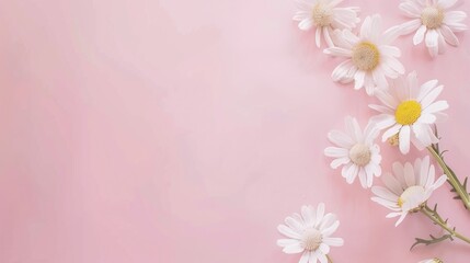 Fototapeta premium Minimalist White Daisy Chamomile on Pale Pink Background: Petal Contrast, Soft Aesthetic, and Floral Design Harmony