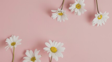 Fototapeta premium Minimalist White Daisy Chamomile on Pale Pink Background: Petal Contrast, Soft Aesthetic, and Floral Design Harmony