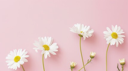 Minimalist White Daisy Chamomile on Pale Pink Background: Petal Contrast, Soft Aesthetic, and Floral Design Harmony