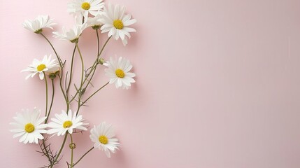 Minimalist White Daisy Chamomile on Pale Pink Background: Petal Contrast, Soft Aesthetic, and Floral Design Harmony