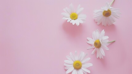 Minimalist White Daisy Chamomile on Pale Pink Background: Petal Contrast, Soft Aesthetic, and Floral Design Harmony