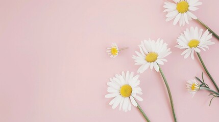 Minimalist White Daisy Chamomile on Pale Pink Background: Petal Contrast, Soft Aesthetic, and Floral Design Harmony