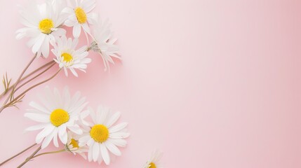 Minimalist White Daisy Chamomile on Pale Pink Background: Petal Contrast, Soft Aesthetic, and Floral Design Harmony