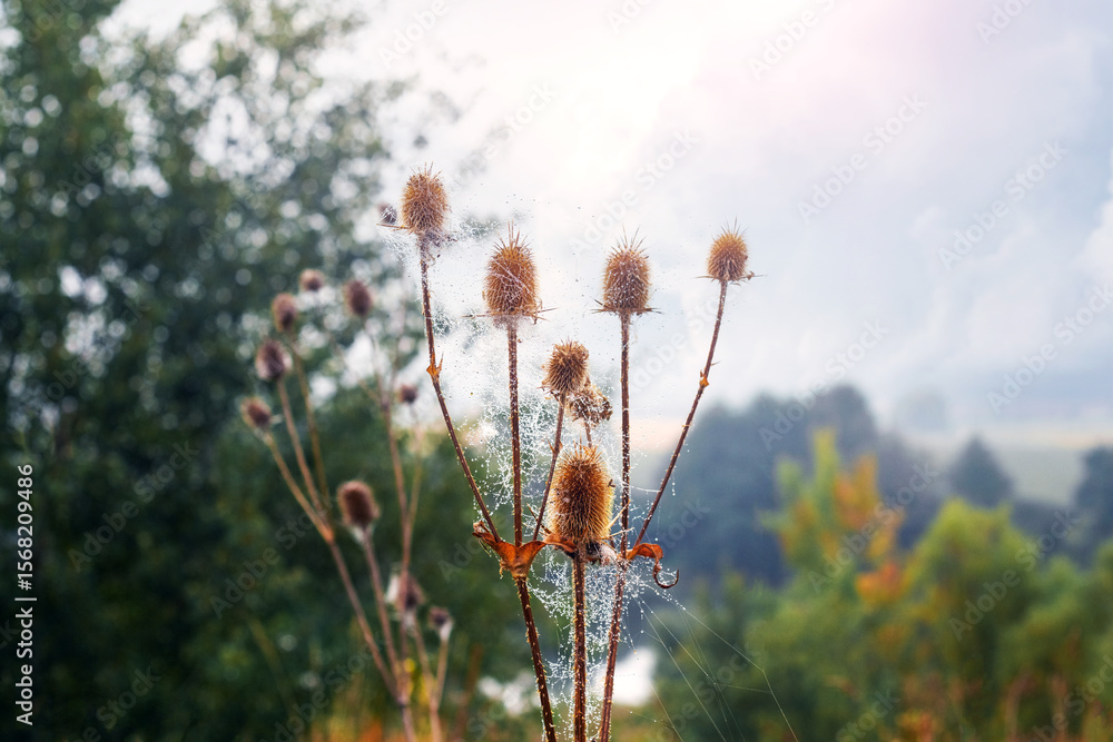 Poster dry thistle heads with spiderwebs and dew drops in the foreground, with a blurred background of a mi