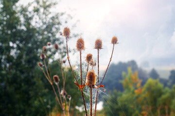 Dry thistle heads with spiderwebs and dew drops in the foreground, with a blurred background of a...