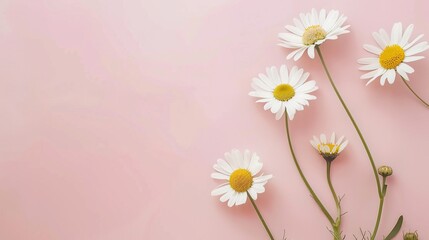 Minimalist White Daisy Chamomile on Pale Pink Background: Petal Contrast, Soft Aesthetic, and Floral Design Harmony