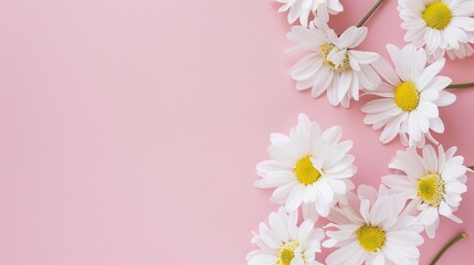 Minimalist White Daisy Chamomile on Pale Pink Background: Petal Contrast, Soft Aesthetic, and Floral Design Harmony