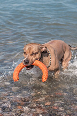 Dog playing with puller toy in water on a sunny day
