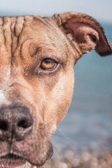 Close-up of pit bull dog’s face with intense gaze