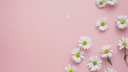 Minimalist White Daisy Chamomile on Pale Pink Background: Petal Contrast, Soft Aesthetic, and Floral Design Harmony