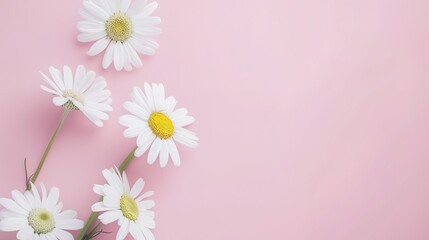 Minimalist White Daisy Chamomile on Pale Pink Background: Petal Contrast, Soft Aesthetic, and Floral Design Harmony