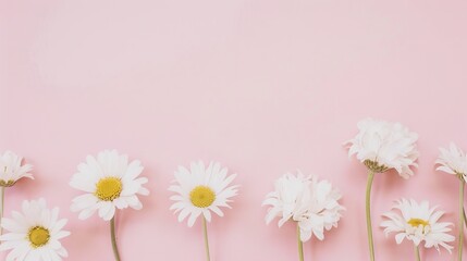Minimalist White Daisy Chamomile on Pale Pink Background: Petal Contrast, Soft Aesthetic, and Floral Design Harmony