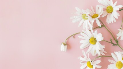 Minimalist White Daisy Chamomile on Pale Pink Background: Petal Contrast, Soft Aesthetic, and Floral Design Harmony