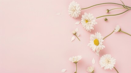 Minimalist White Daisy Chamomile on Pale Pink Background: Petal Contrast, Soft Aesthetic, and Floral Design Harmony