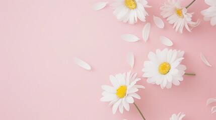 Minimalist White Daisy Chamomile on Pale Pink Background: Petal Contrast, Soft Aesthetic, and Floral Design Harmony