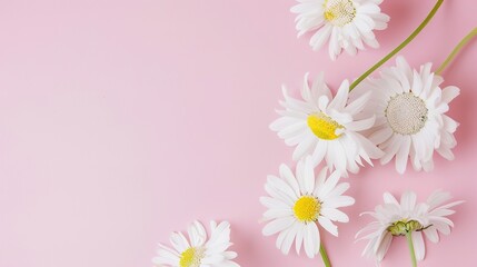 Minimalist White Daisy Chamomile on Pale Pink Background: Petal Contrast, Soft Aesthetic, and Floral Design Harmony