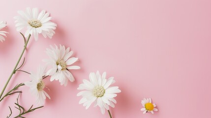 Minimalist White Daisy Chamomile on Pale Pink Background: Petal Contrast, Soft Aesthetic, and Floral Design Harmony
