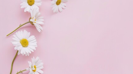 Minimalist White Daisy Chamomile on Pale Pink Background: Petal Contrast, Soft Aesthetic, and Floral Design Harmony