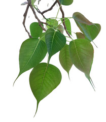 green leaves isolated on white background